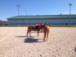 PonyLessons